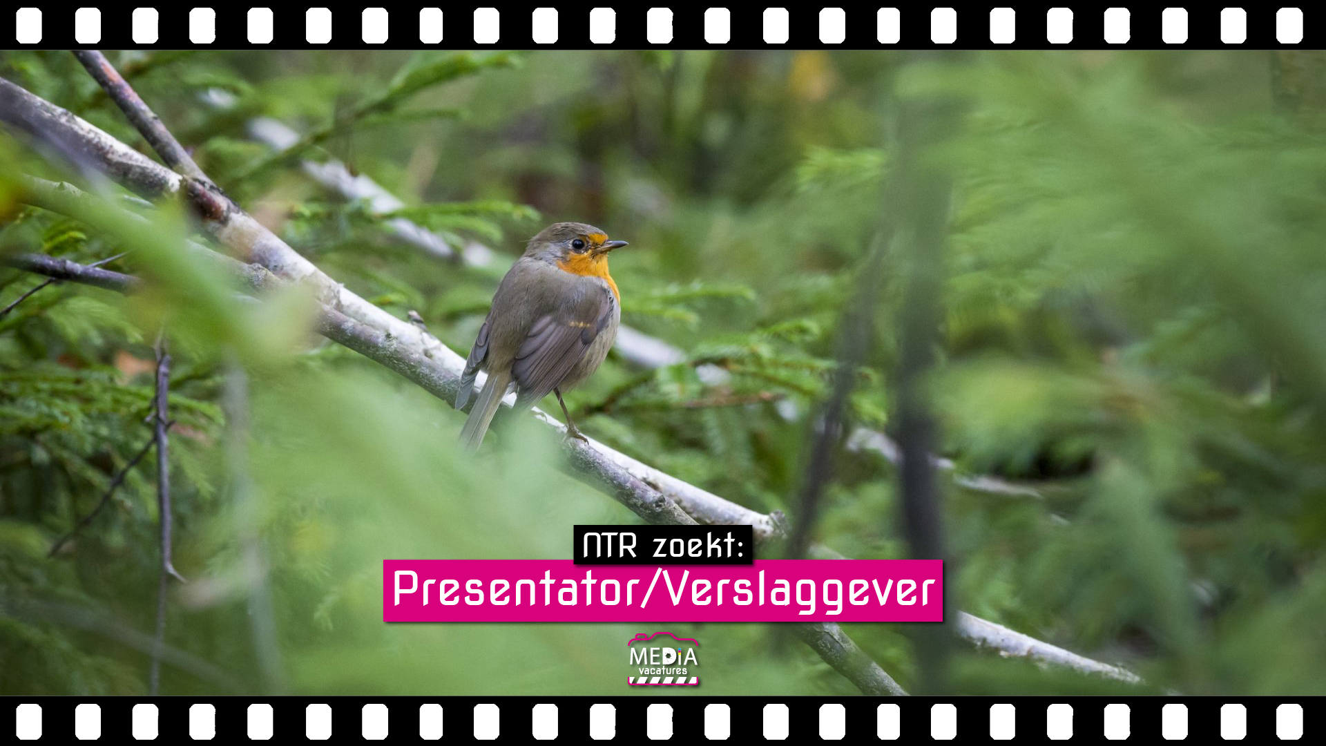 NTR - Presentator- Verslaggever - Mediavacatures.com